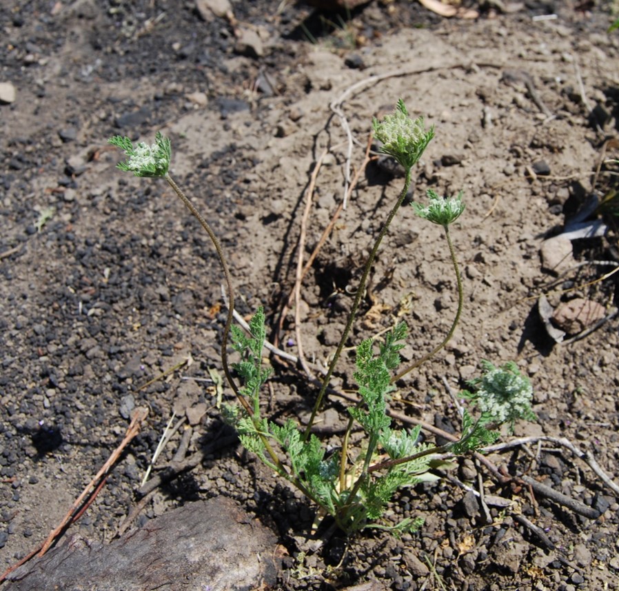 daucus-pusillus-2may2014-1 daucus-pusillus-2may2014-1