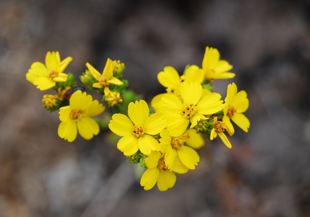 deinandra-fasciculata-1june2015-5