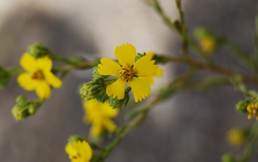 deinandra-fasciculata-20may2014-15