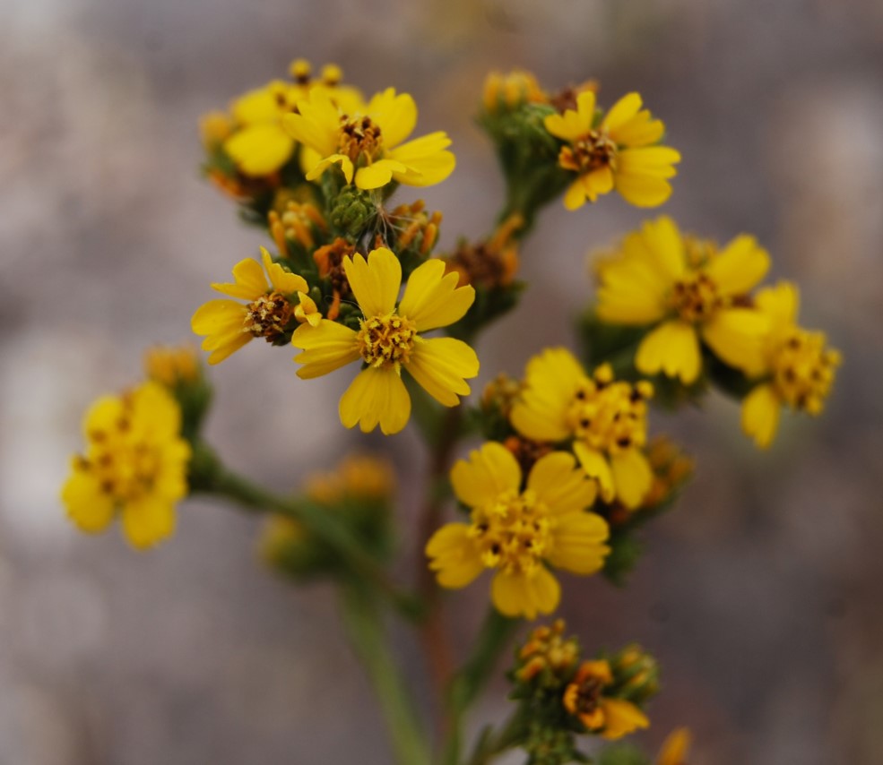 deinandra-fasciculata-20may2014-6