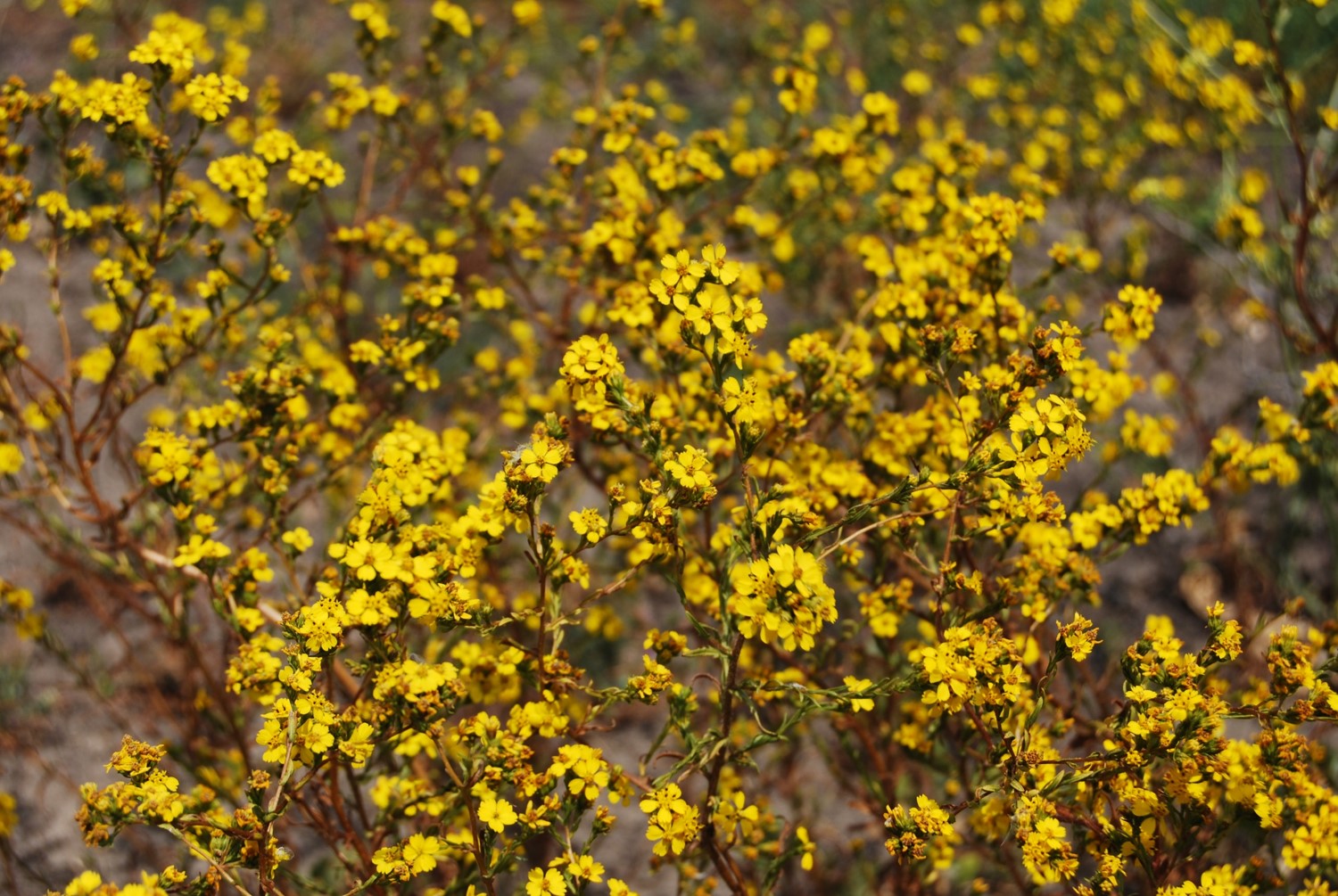 deinandra-fasciculata-29may2014-10
