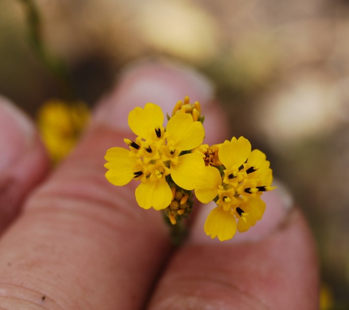 deinandra-fasciculata-29may2014-9