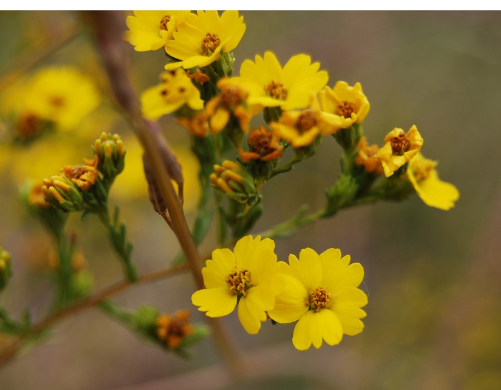 deinandra-fasciculata-9june2014-8