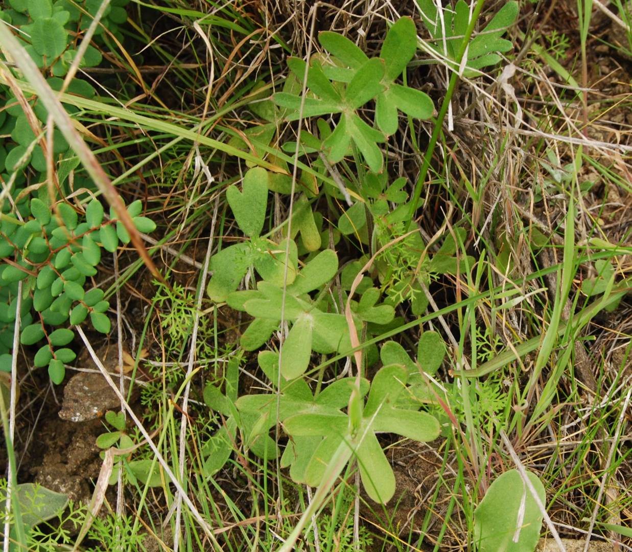 delphinium-parryi-5mar2013-1