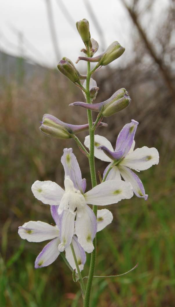 delphinium-parryi-5mar2013-5