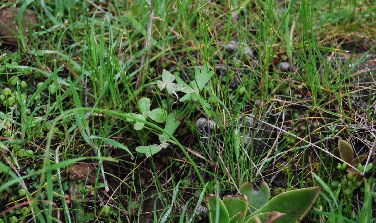 delphinium-parryi-7feb2013-1
