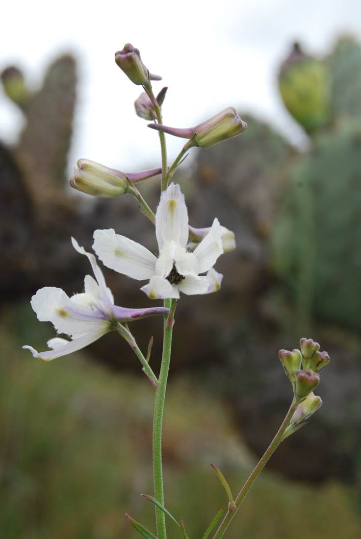 delphinium-parryi-7mar2013-4