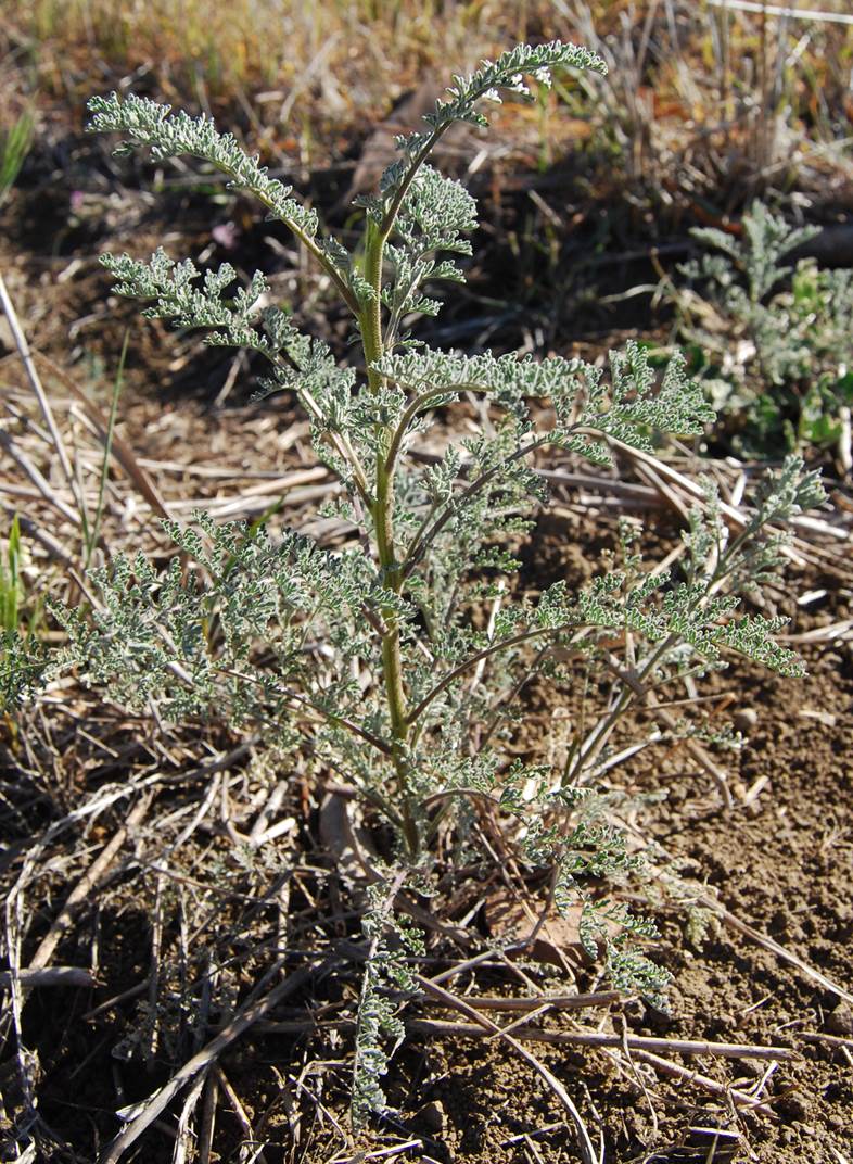 descurainia-pinnata-22feb2013-12 descurainia-pinnata-22feb2013-12