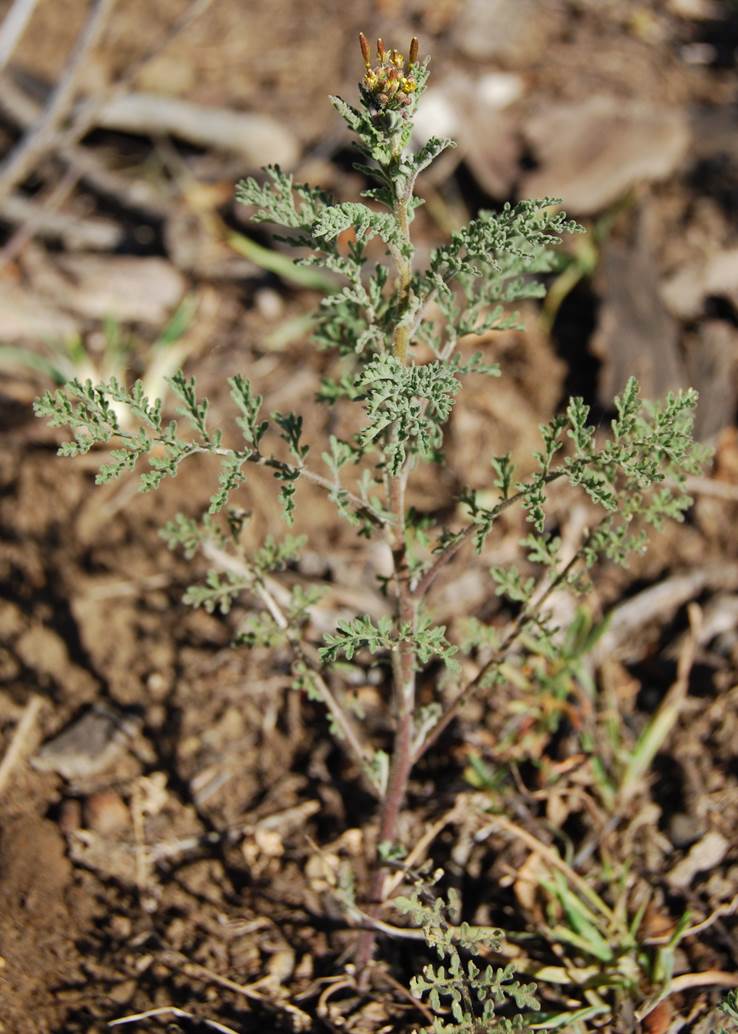 descurainia-pinnata-22feb2013-19 descurainia-pinnata-22feb2013-19