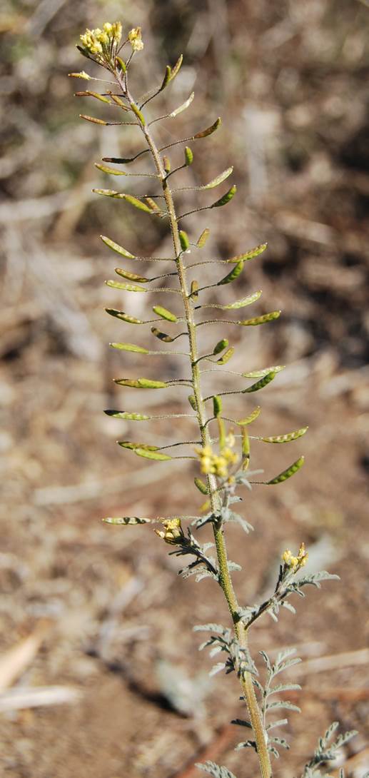 descurainia-pinnata-22feb2013-22 descurainia-pinnata-22feb2013-22
