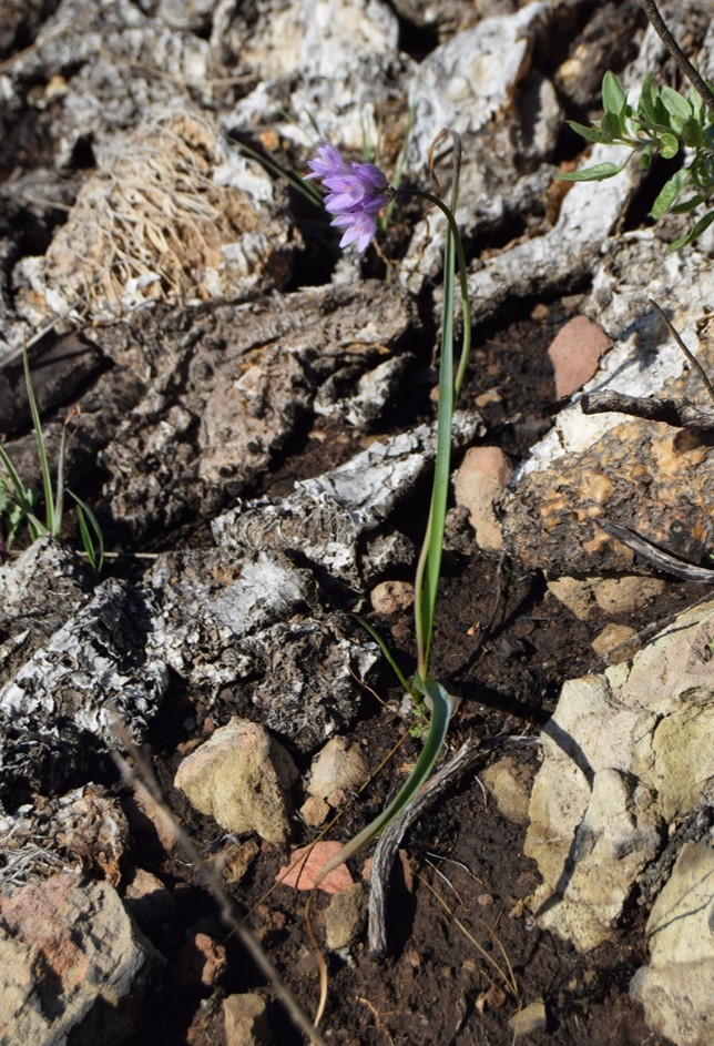 dichelostemma-capitatus-12mar2016-1