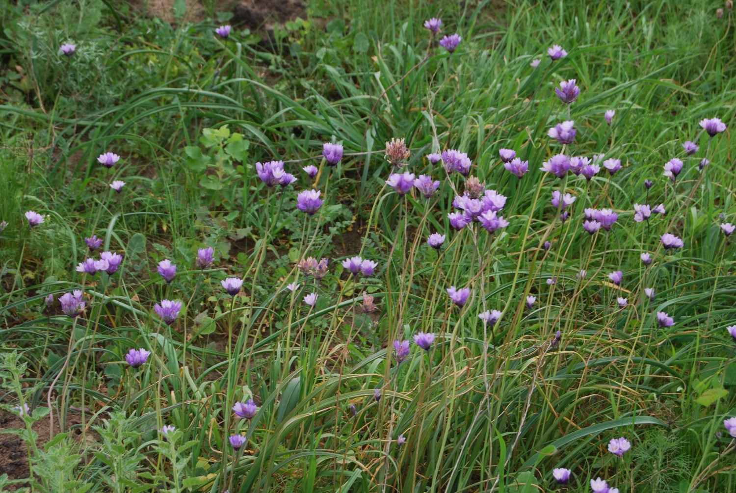 dichelostemma-capitatus-18feb2015-5
