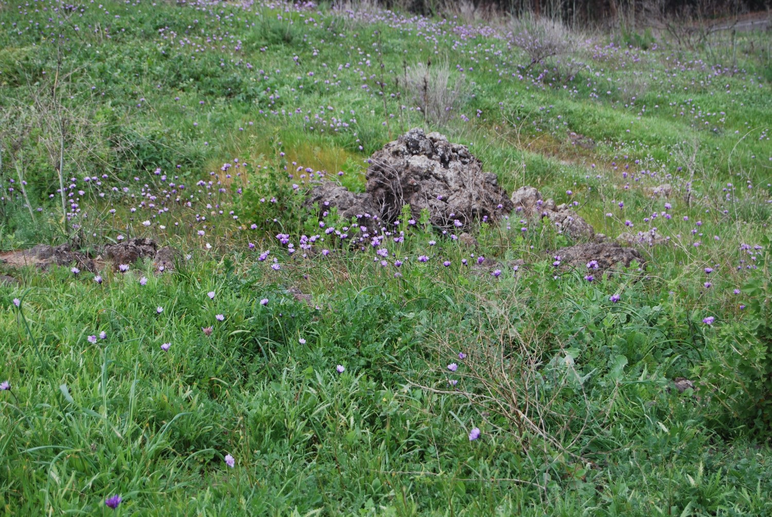 dichelostemma-capitatus-18feb2015-8