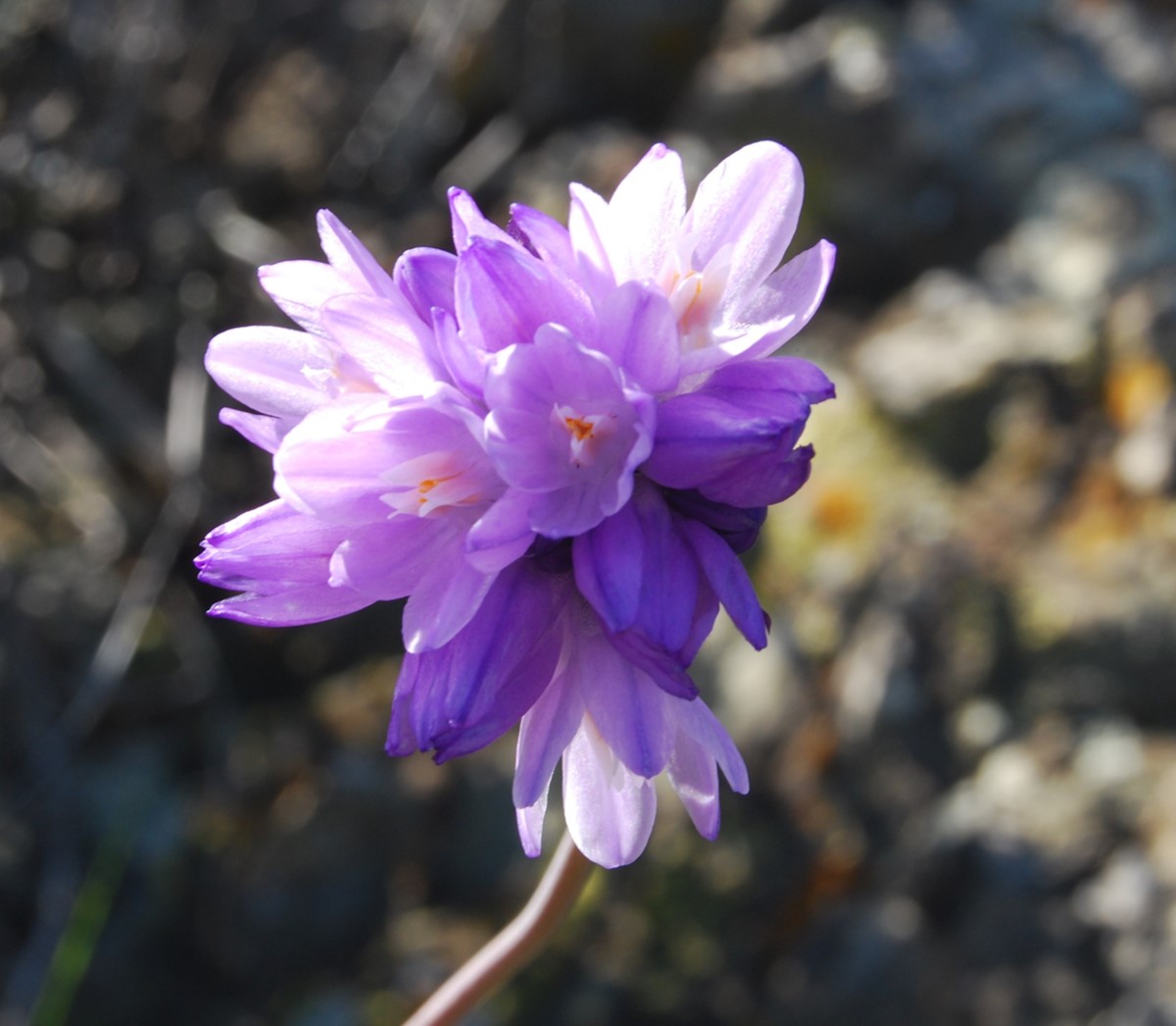 dichelostemma-ca…pitatus-20feb2013-12