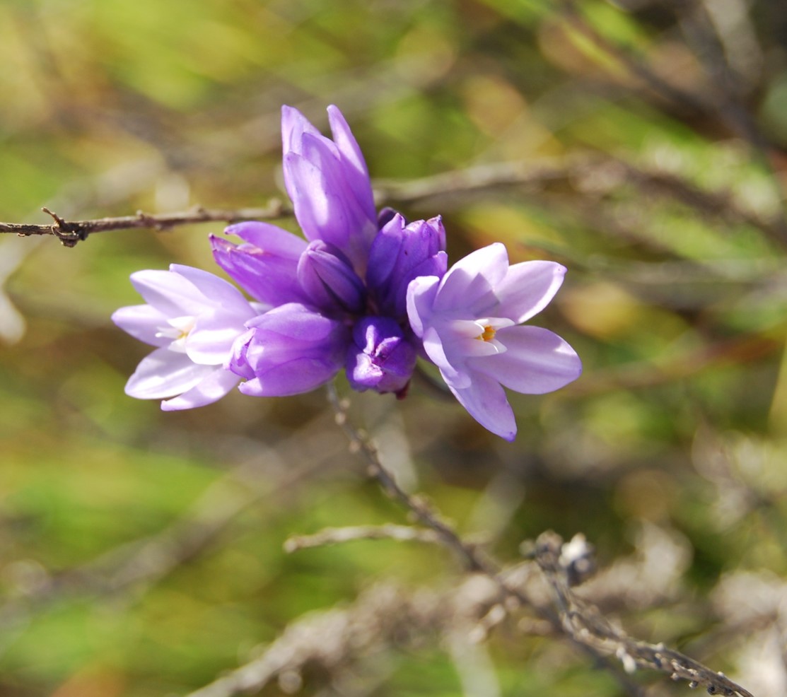 dichelostemma-capitatus-22feb2013-2