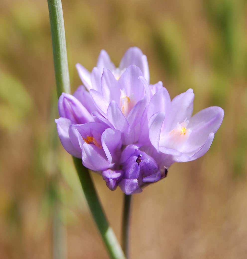dichelostemma-ca…pitatus-28-mar2008-2