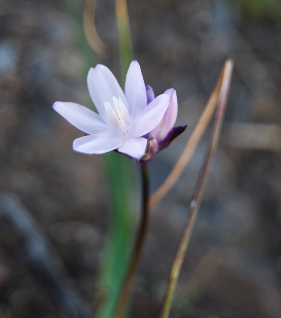 dichelostemma-capitatus-31jan2013-4