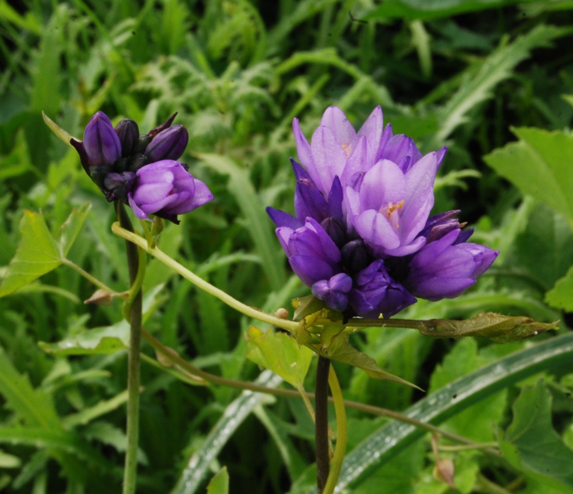 dichelostemma-capitatus-4feb2015-3
