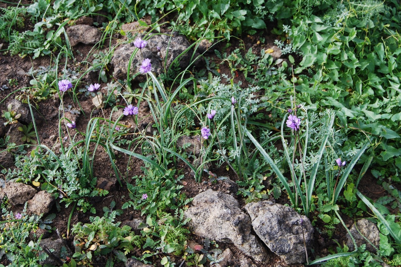 dichelostemma-capitatus-4feb2015-6