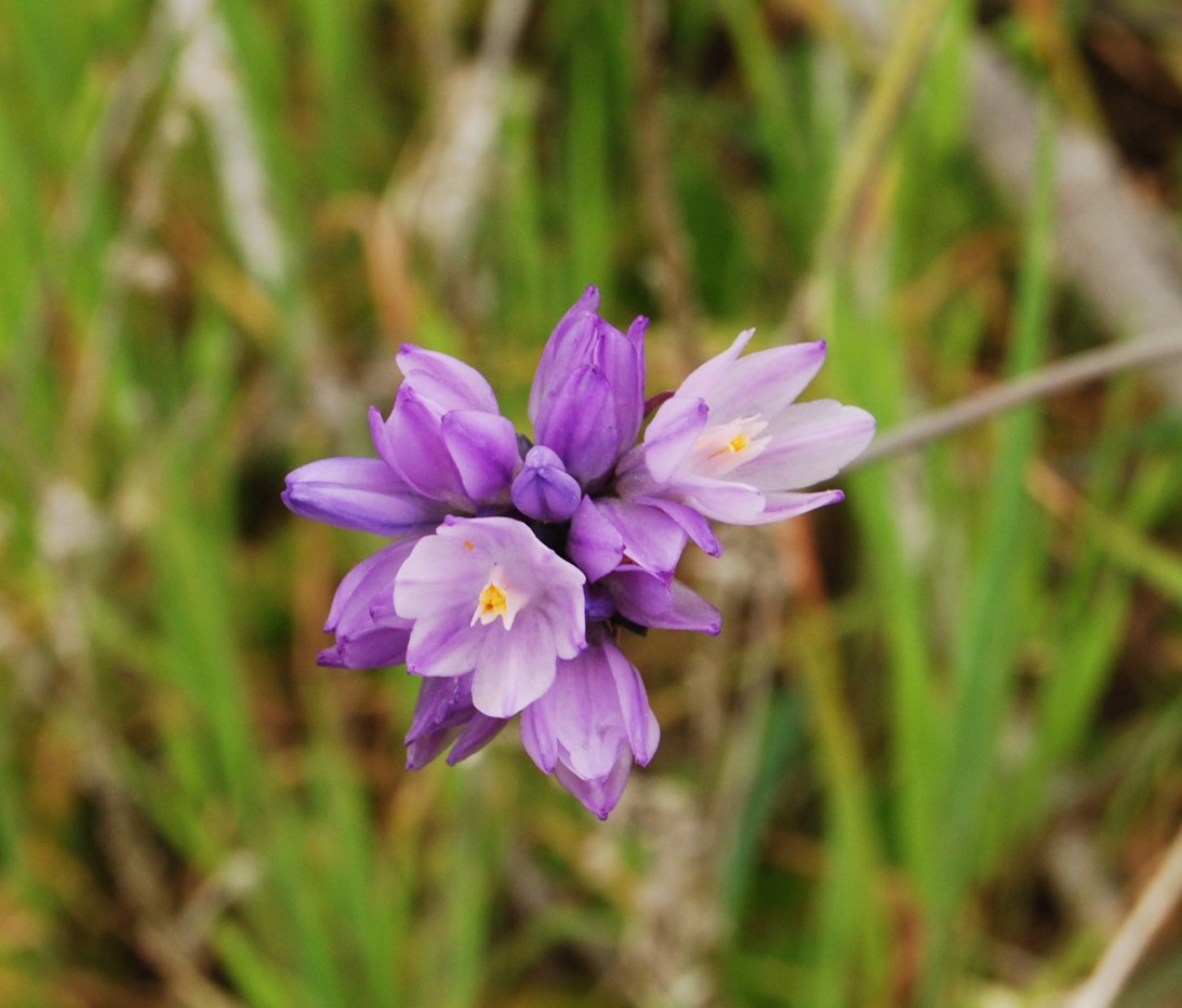 dichelostemma-capitatus-5mar2013-5