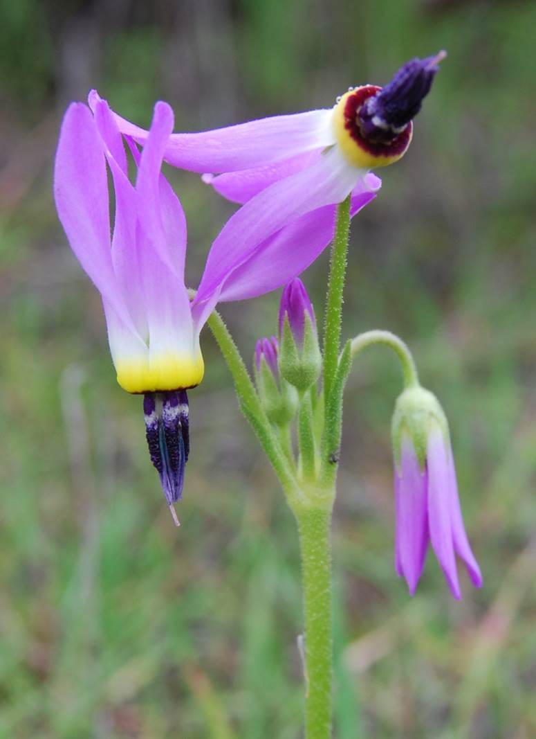 dodecatheon-clevelandii-5feb2013-1