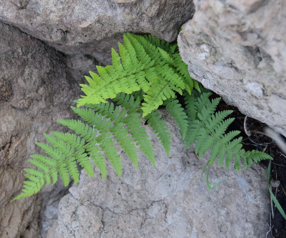 dryopteris-arguta-12mar2016-11 dryopteris-arguta-12mar2016-11