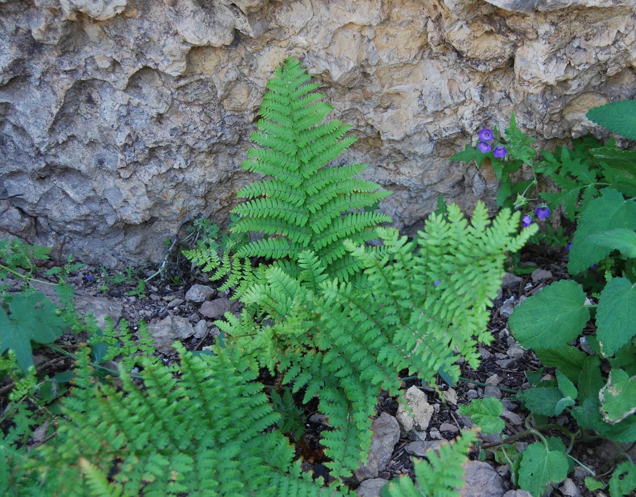 dryopteris-arguta-7may2014-2 dryopteris-arguta-7may2014-2