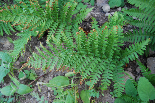 dryopteris-arguta-7may2014-8 dryopteris-arguta-7may2014-8