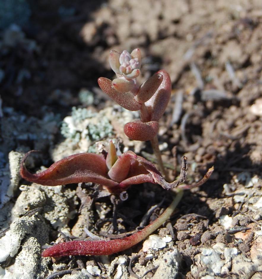 dudleya-blochmaniae-11apr2013-7