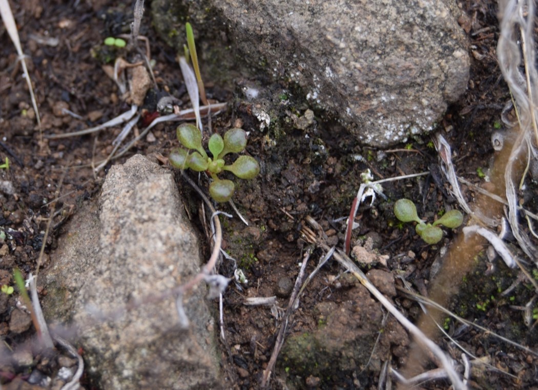 dudleya-blochmaniae-11jan2016-2