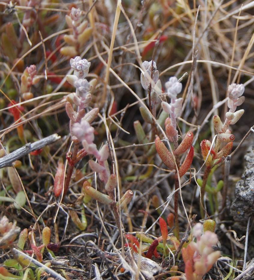 dudleya-blochmaniae-15apr2013-3