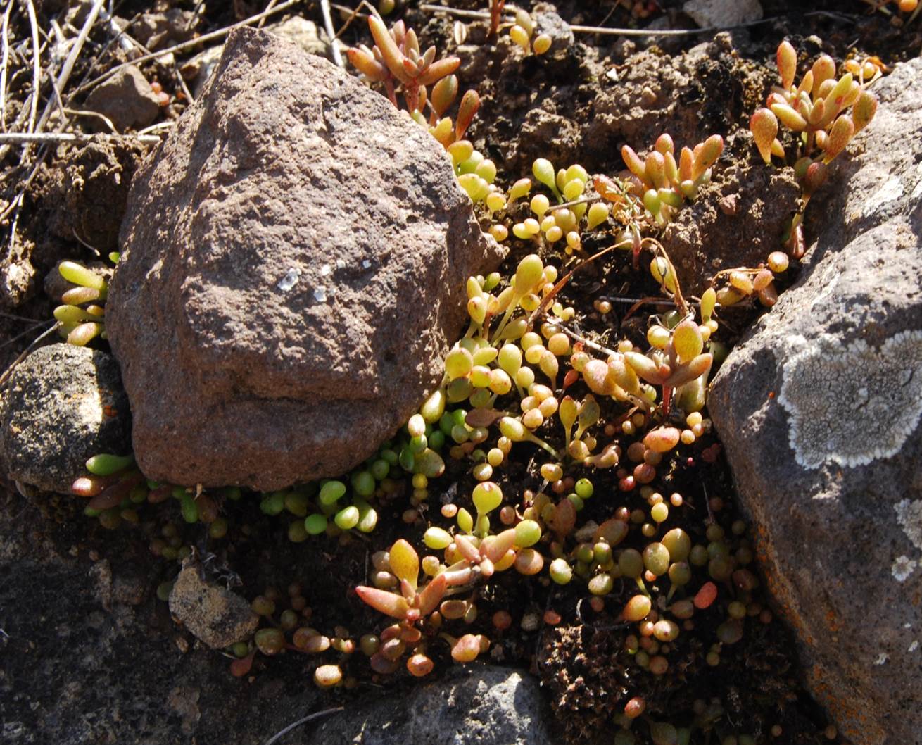dudleya-blochmaniae-21feb2013-5