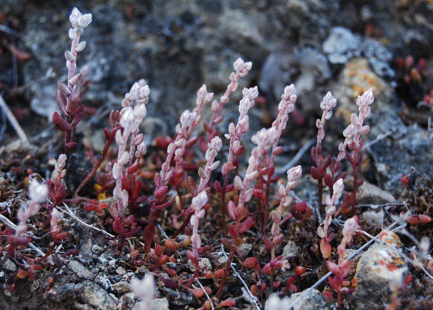 dudleya-blochmaniae-22apr2013-13