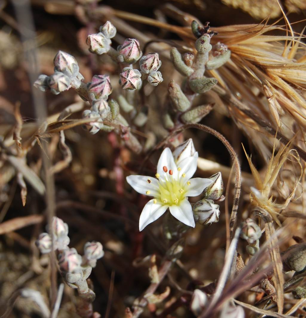 dudleya-blochmaniae-22apr2013-20