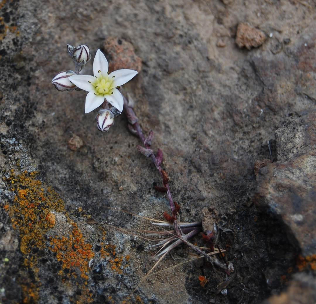 dudleya-blochmaniae-22apr2013-5
