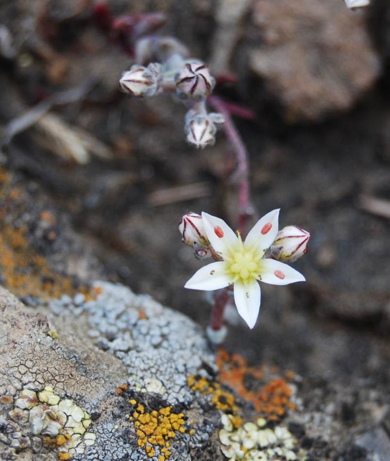 dudleya-blochmaniae-22apr2013-8