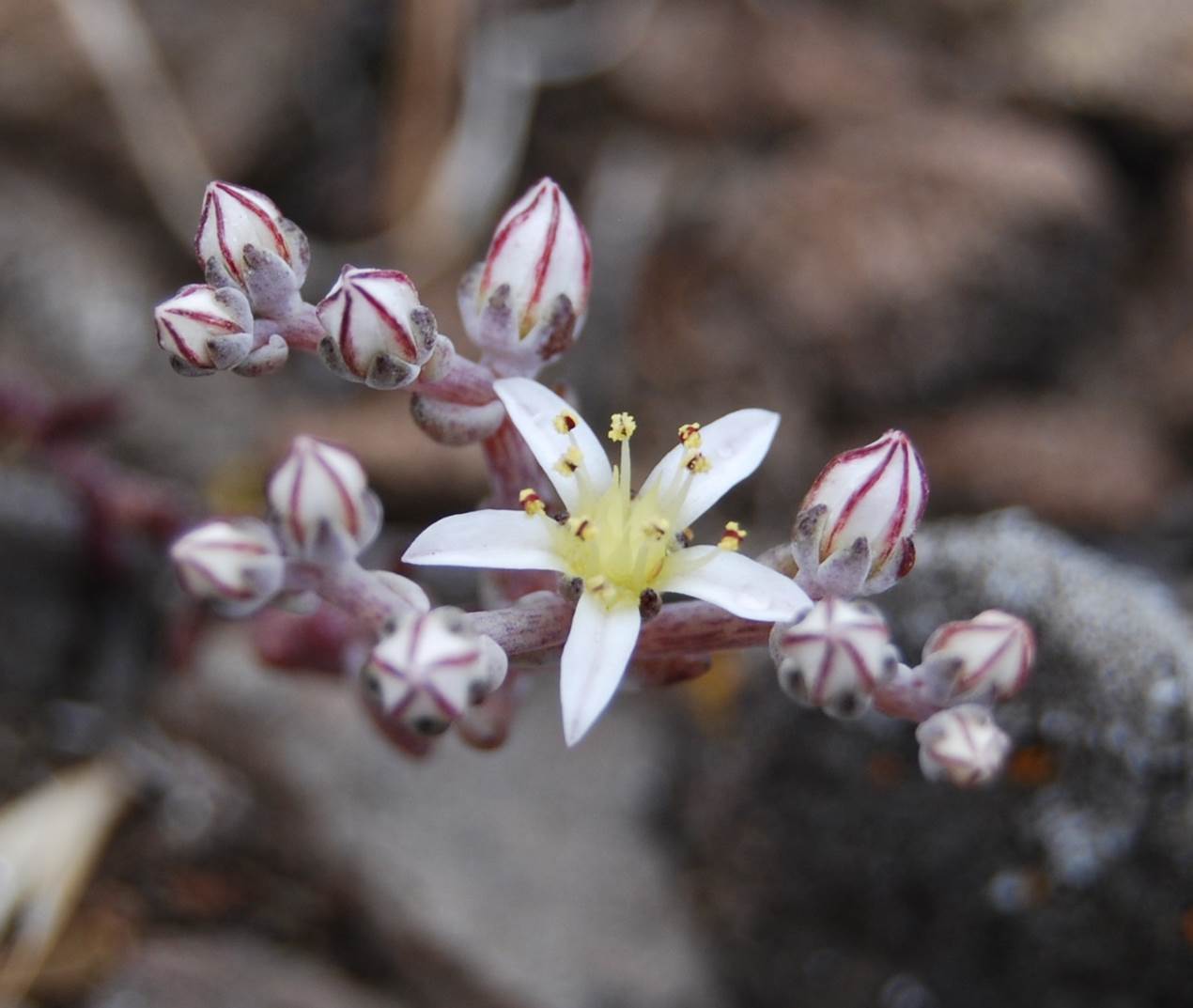 dudleya-blochmaniae-22pr2013-5