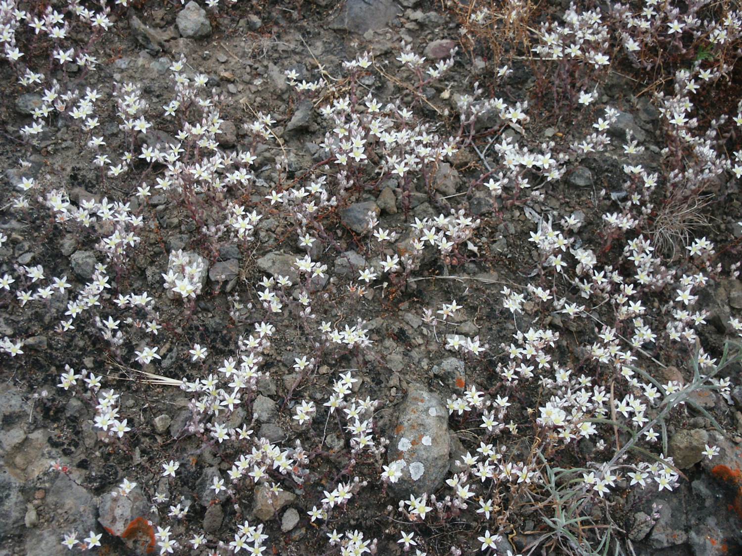 dudleya-blochmaniae-24may2005-17