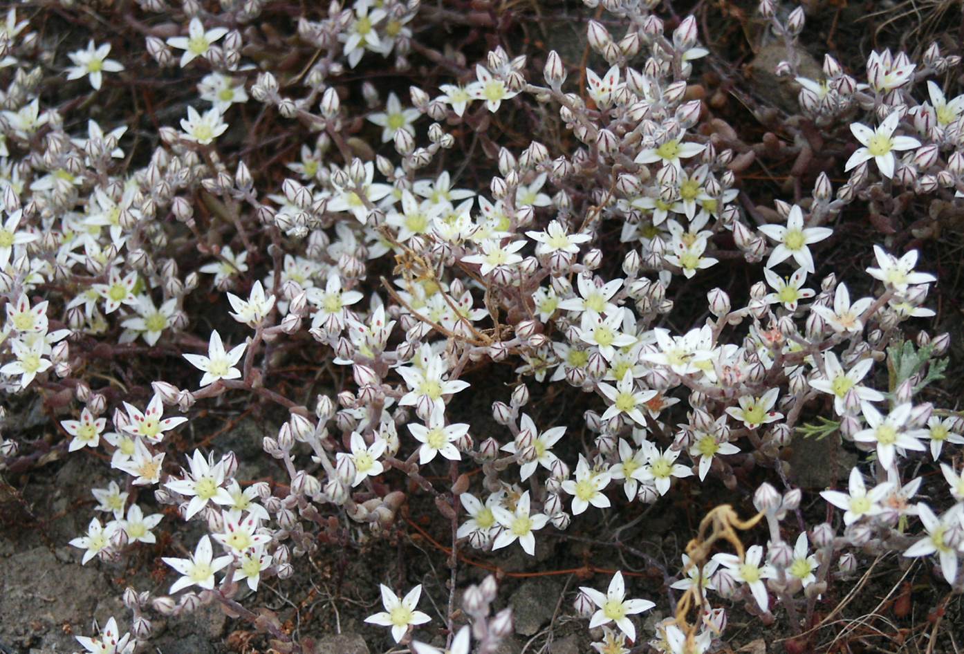 dudleya-blochmaniae-24may2005-23