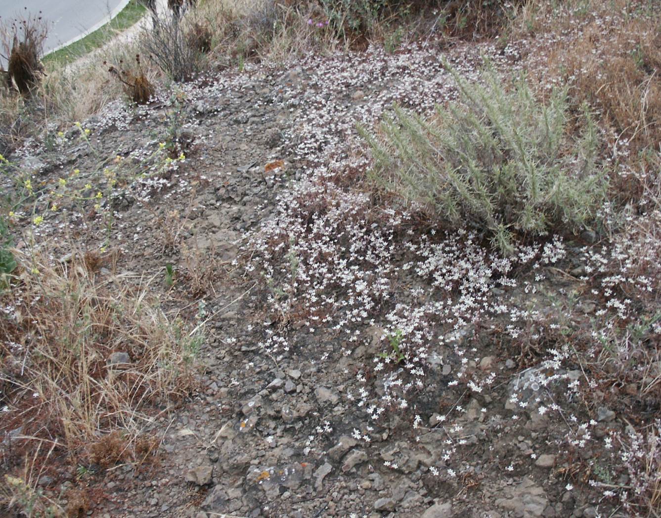 dudleya-blochmaniae-24may2005-44