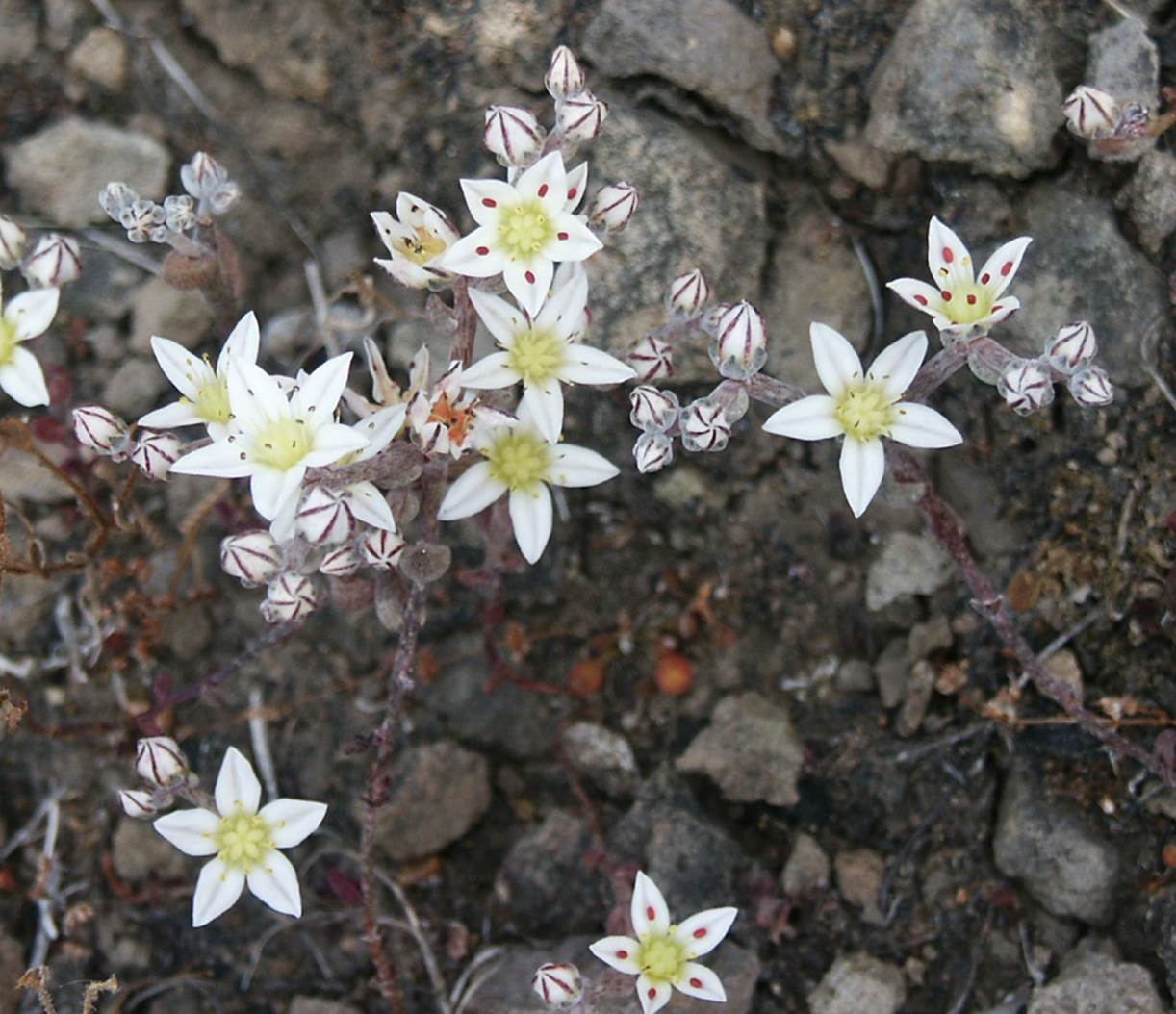 dudleyablochmaniae-30may2003