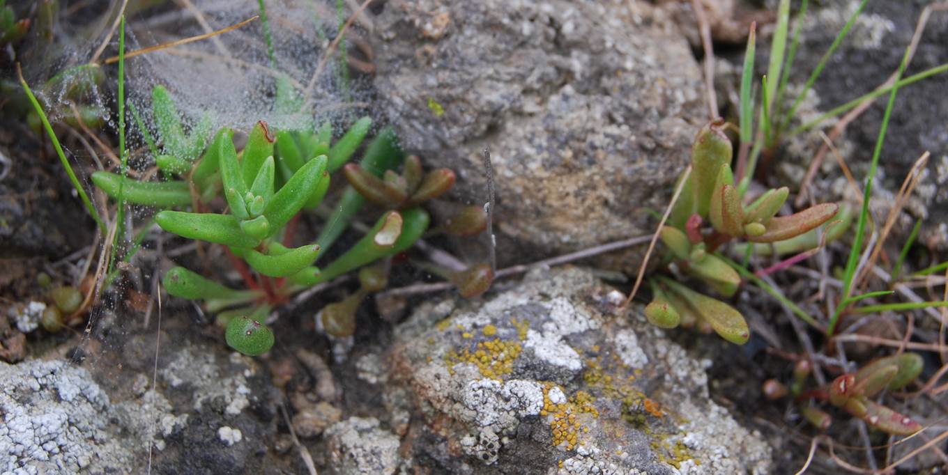 dudleya-blochmaniae-5feb2013-1