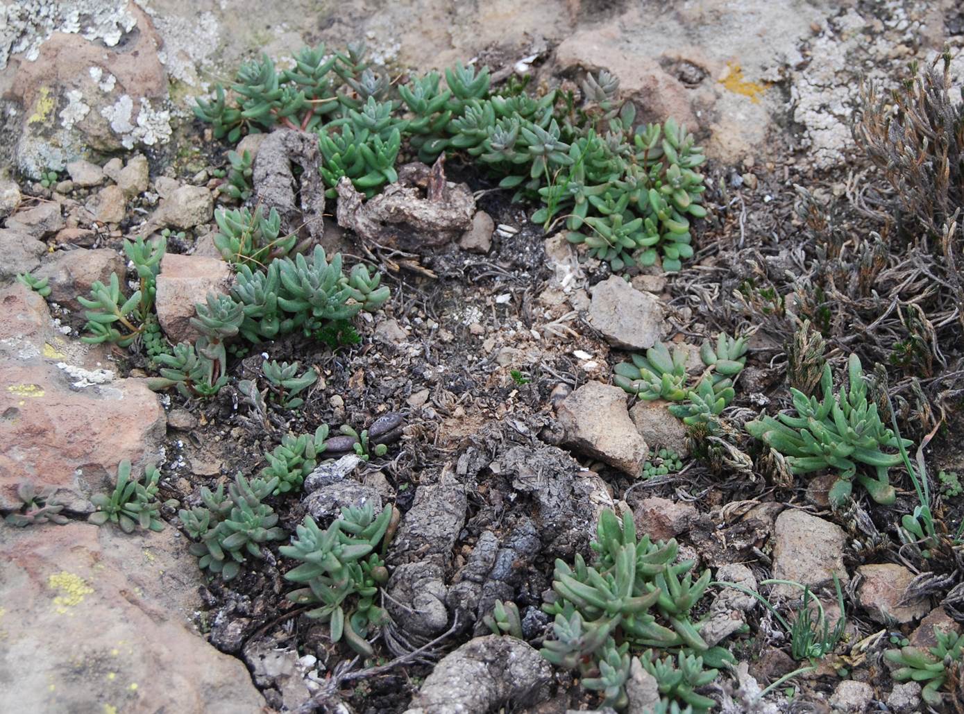 dudleya-blochmaniae-7feb2013-2