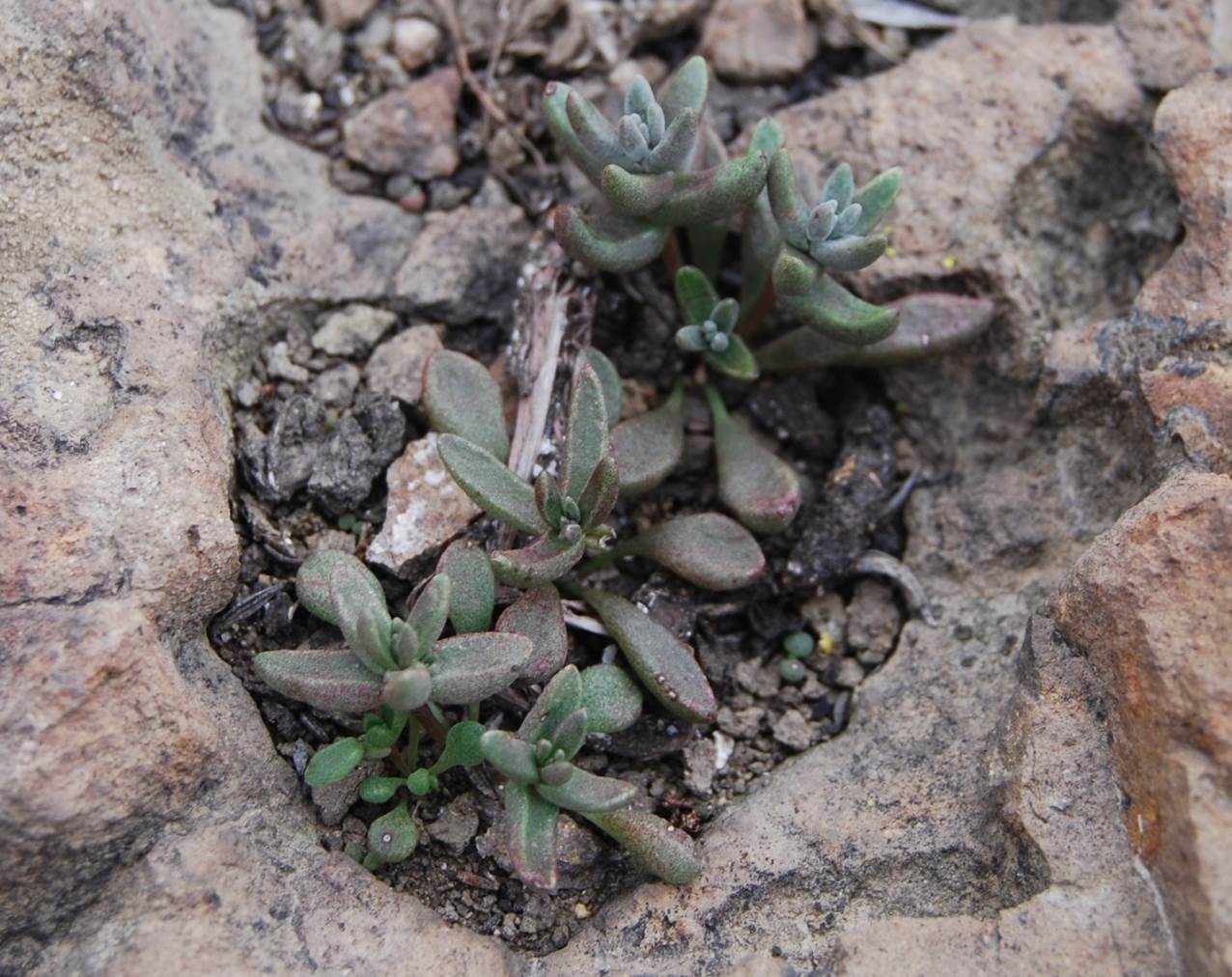 dudleya-blochmaniae-7feb2013-3