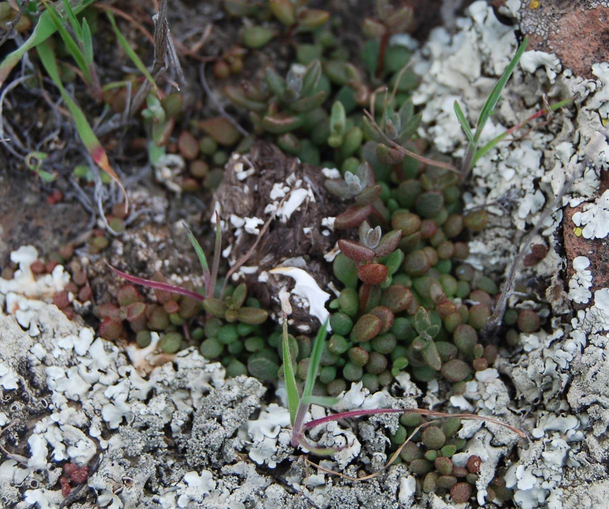 dudleya-blochmaniae-7feb2013-4