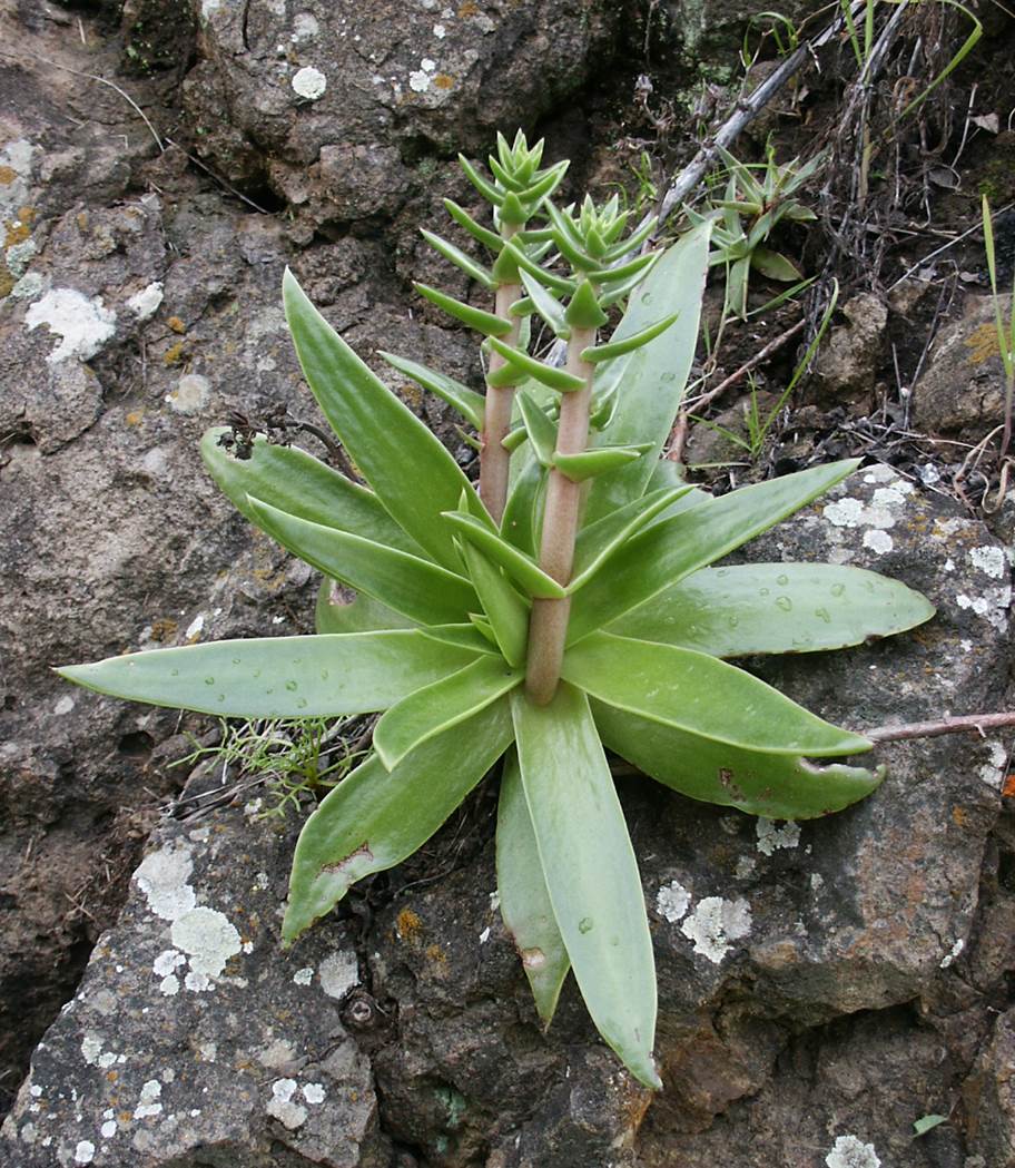 dudleya-laceolata-16feb2005-3