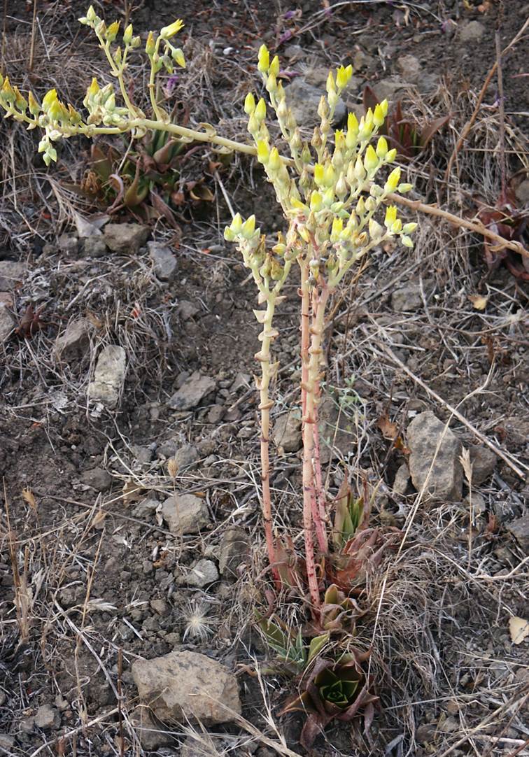 dudleya-laceolata-22june2003-a