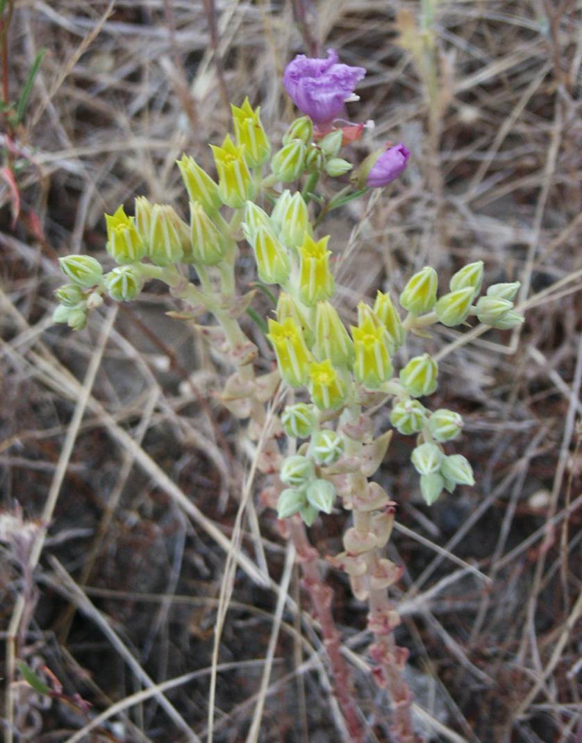 dudleya-laceolata-24may2005-1