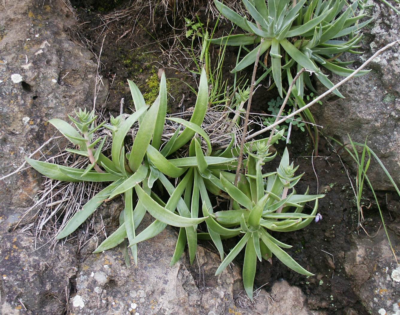 dudleya-laceolata-24may2005-1a