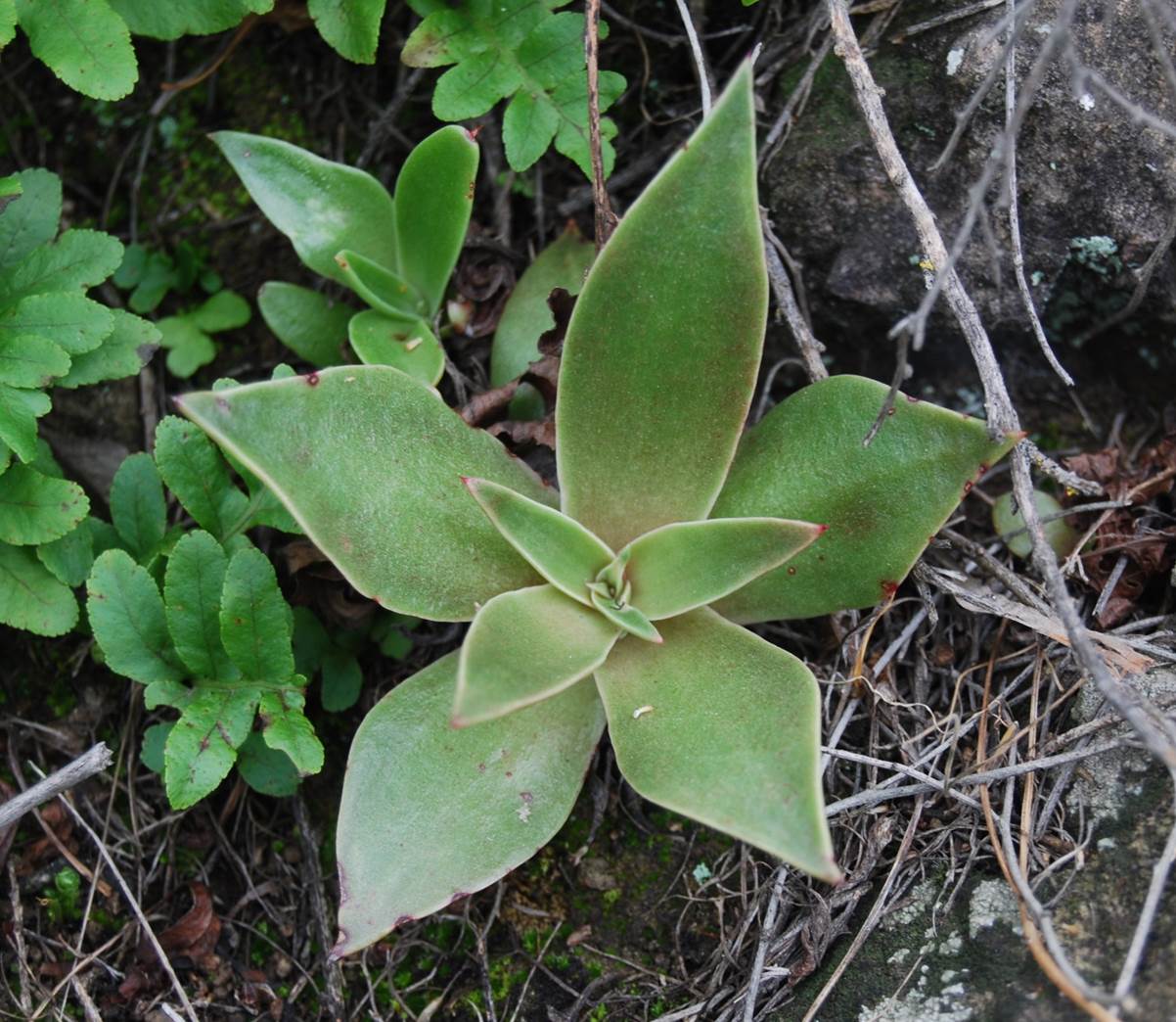 dudleya-laceolata-7feb2013-1
